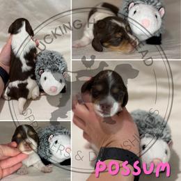Possum - Piebald female Dachshund puppy in Fond Du Lac, Wisconsin from Clucking Homestead Springers & Dachshunds