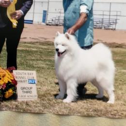 Samoyeds from Aladdin Samoyeds