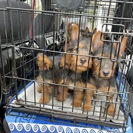 Australian Terrier Puppies from Firewalker Australian Terriers