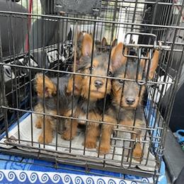 Australian Terrier Puppies from Firewalker Australian Terriers