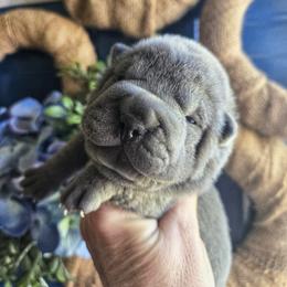 Chinese Shar-Pei Puppies from DCSHARPEI