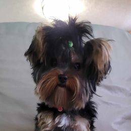 Naggie - Yorkshire Terrier