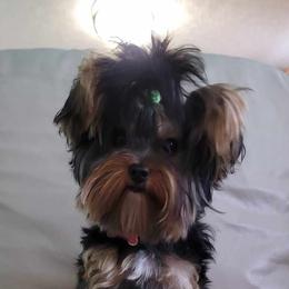 Naggie - Yorkshire Terrier