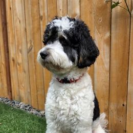 Assorted Doodle Crosses, Aussiedoodles, Bernedoodles, Cockapoos, Goldendoodles, Poodles, and Toy Australian Shepherds from Evergreen Doodle Dogs
