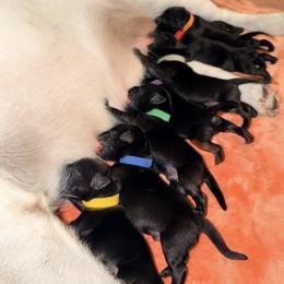 Labrador Retriever puppies from Fleeher Labradors