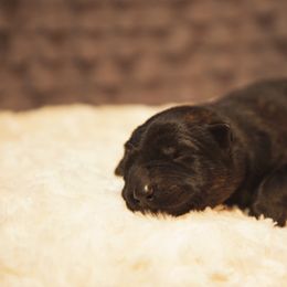 German Shepherd and Miniature American Shepherd Puppies from Sonnenhügel Shepherds