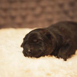 German Shepherd and Miniature American Shepherd Puppies from Sonnenhügel Shepherds