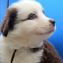Brown Collar BTM - Red tri-color male Miniature American Shepherd puppy in Lexington, Kentucky from Deuce's Den