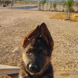 German Shepherd Puppies from Minerd Ranch