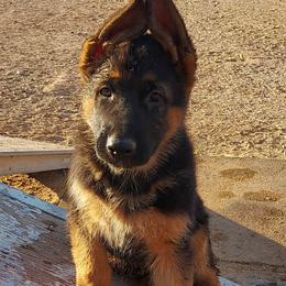German Shepherd Puppies from Minerd Ranch