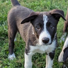 Boy 1 - male Border Collie puppy in Strafford, Vermont from Thundering Paws Farm Working Collies