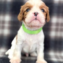 A. Boy - Blenheim male Cavalier King Charles Spaniel puppy in Siloam Springs, Arkansas from Queen Cavaliers