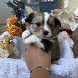 BoGo - Red tri male Toy Australian Shepherd puppy in North Lakeport, California from Wild Rose Ranch