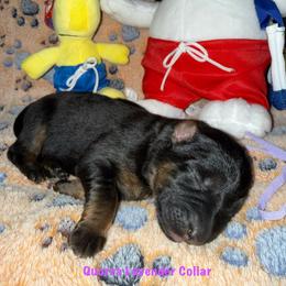 Quorra Lavender Collar - Black and red female German Shepherd puppy in Hillsboro, Indiana from Salty Raccoon Ranch German Shepherds