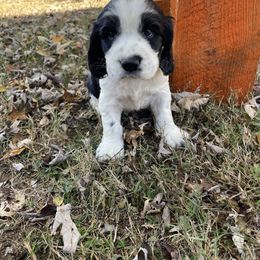 English Springer Spaniel Puppies from Cedar Ridge Kennels