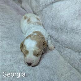 Georgia - Red and white female Cockapoo puppy in Sunset, Louisiana from Cano Cockapoos