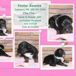 Cha cha - Black tri-color female Australian Shepherd puppy in Asheboro, North Carolina from Stellar Aussies