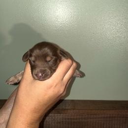 Chocolate and Tan - 1600 - Chocolate and tan male Dachshund puppy in Williston, Florida from Teenie Weenie Dachshunds