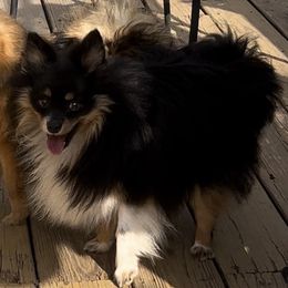 Victor - Pomeranian