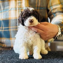 Girl 2 - Brown female Lagotto Romagnolo puppy in Sugar Valley, Georgia from Pinnacle Farm and Kennel
