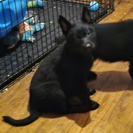 Avalon - Black female German Shepherd puppy in West Plains, Missouri from Von Forester German Shepherds