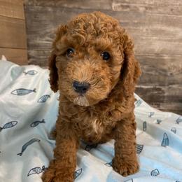 Toby - Red  male Poodle puppy in Osseo, Michigan from Paws in the Country