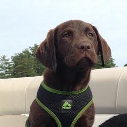 Golden Retriever and Labrador Retriever Puppies from Bear Pond Retrievers