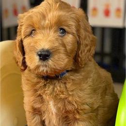Honey Crisp - Red male Labradoodle puppy in Anaheim, California from BabySweet Labradoodles