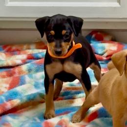 Video Ripley - Black and tan female Miniature Pinscher puppy in Eatonton, Georgia from TNT Puppies
