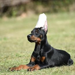 Aksel - Black and rust male Doberman Pinscher puppy in Overton, Texas from Obsidian Kennel