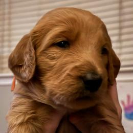 April - orange collar - Red  female Goldendoodle puppy in Puyallup, Washington from Dawnie’s Doodles