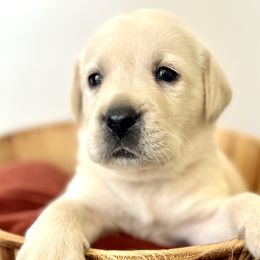 Boy 5 - Yellow Labrador Retriever puppy in Waxhaw, North Carolina from Blacks Run Retrievers