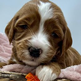 Orange Female - Apricot female Goldendoodle puppy in Great Falls, Montana from Montana Goldendoodles