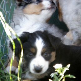 Miniature American Shepherd Puppies from Blue Moon Mini Shepherds