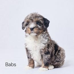 Babs - Merle female Bernedoodle puppy in Apple Creek, Ohio from Grandeur Valley Puppies