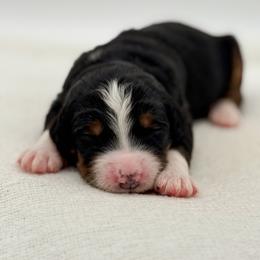 Darling - Tri-color female Bernedoodle puppy in Bellville, Ohio from Bernedoodle Buddies