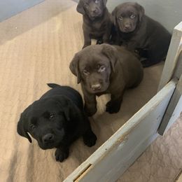 Labrador Retriever Puppies from Red Brush Labs