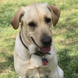 Albus - Labrador Retriever