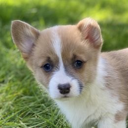 One Piece - Blue Pembroke Welsh Corgi puppy in Woodland, Washington from MB Acres Corgis
