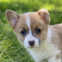 One Piece - Blue Pembroke Welsh Corgi puppy in Woodland, Washington from MB Acres Corgis