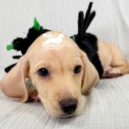Charlie: Short Hair, Cream, Dapple, Male AKC - Cream male Dachshund puppy in South Easton, Massachusetts from Depot Dachsies