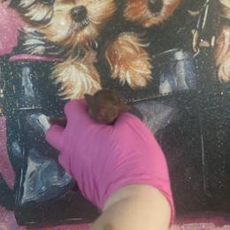 Girl 1 - Chocolate and tan female Yorkshire Terrier puppy in Yukon, Oklahoma from Tiffs Yorkie babies
