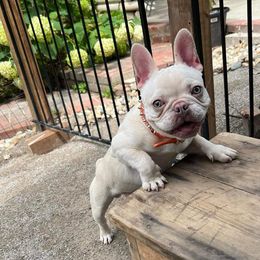 Pax - French Bulldog