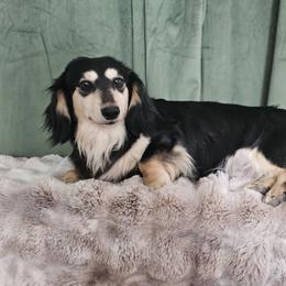 Truffle - Dachshund