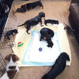 Dachshund Puppies from White River Valley Kennel