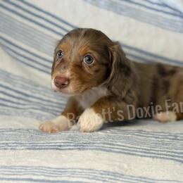 Grumpy AKC - Dapple male Dachshund puppy in Oklahoma City, Oklahoma from Barrett’s Doxie Farm