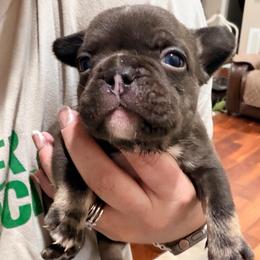 Missy - Tricolors female French Bulldog puppy in Delhi, Louisiana from 4T Ranch