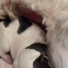 Mr Ben - Black and white male Havanese puppy in Lakeland, Florida from Charlie’s Havanese Angels