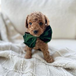 Pumpkin - Red  male Poodle puppy in Charlotte, North Carolina from Bruno & Co. Puppies