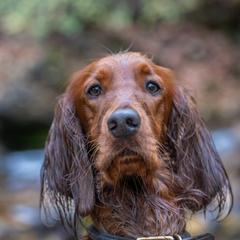 Mim - Irish Setter